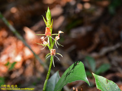 Cryptostylis arachnites