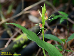 Cryptostylis arachnites