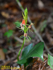 Cryptostylis arachnites