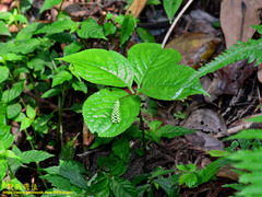 Chloranthus oldhamii