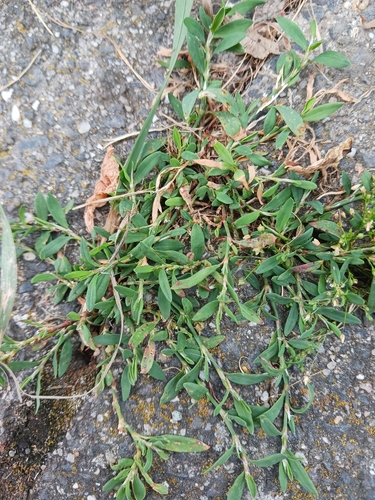 Oval-leaf knotweed (Polygonum arenastrum)