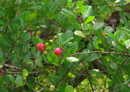 Chrysobalanus icaco - Whole tree