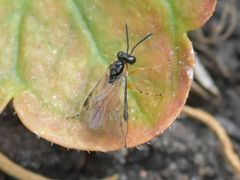 Athalia cordata