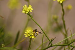 Andrena prunorum