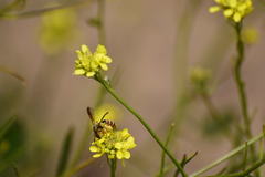 Andrena prunorum