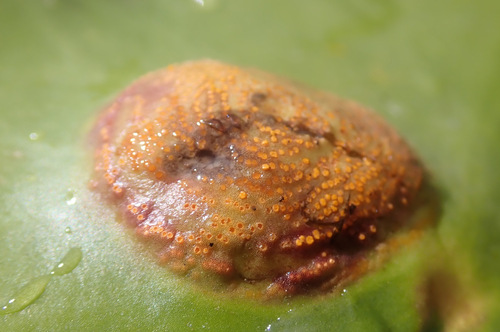 common club rush rust