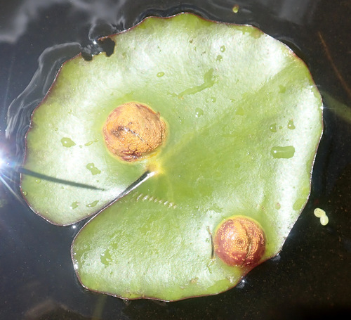 common club rush rust