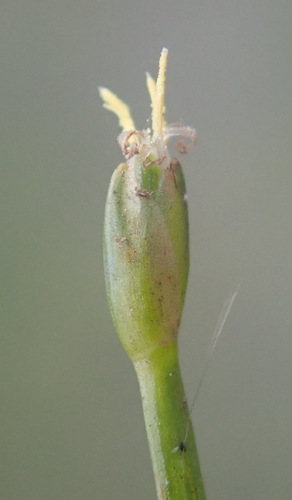 Image of Isolepis fluitans by (c) Thomas Gyselinck, some rights reserved (CC BY)