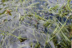 Isolepis fluitans: Herkunft und Verwendung — Foto 3