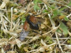 Phyllopertha horticola