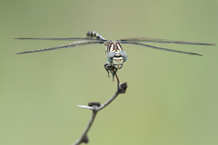 Phyllogomphoides stigmatus