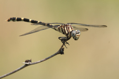 Phyllogomphoides stigmatus