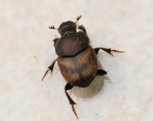 Onthophage lémur