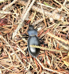 Carabus glabratus