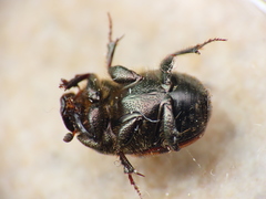 Onthophagus lemur