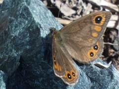 Lasiommata petropolitana