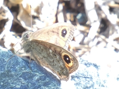 Lasiommata petropolitana