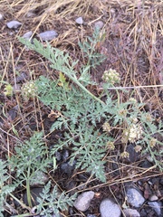 Lomatium macrocarpum