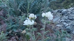Argemone munita