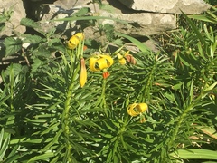 Lilium pyrenaicum