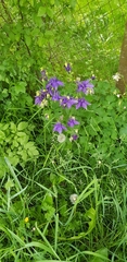 Aquilegia vulgaris