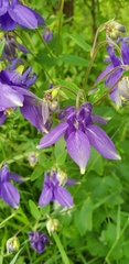 Aquilegia vulgaris