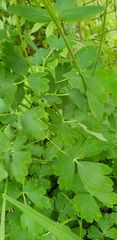 Aquilegia vulgaris