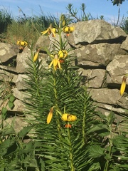 Lilium pyrenaicum
