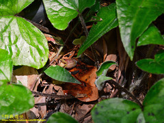 Asarum caudigerum