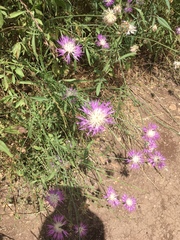 Centaurea crocodylium