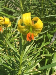 Lilium pyrenaicum