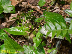 Asarum caudigerum