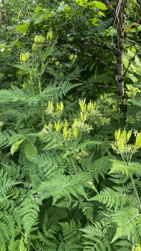 Наблюдение на iNaturalist