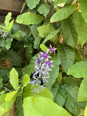 Petrea volubilis