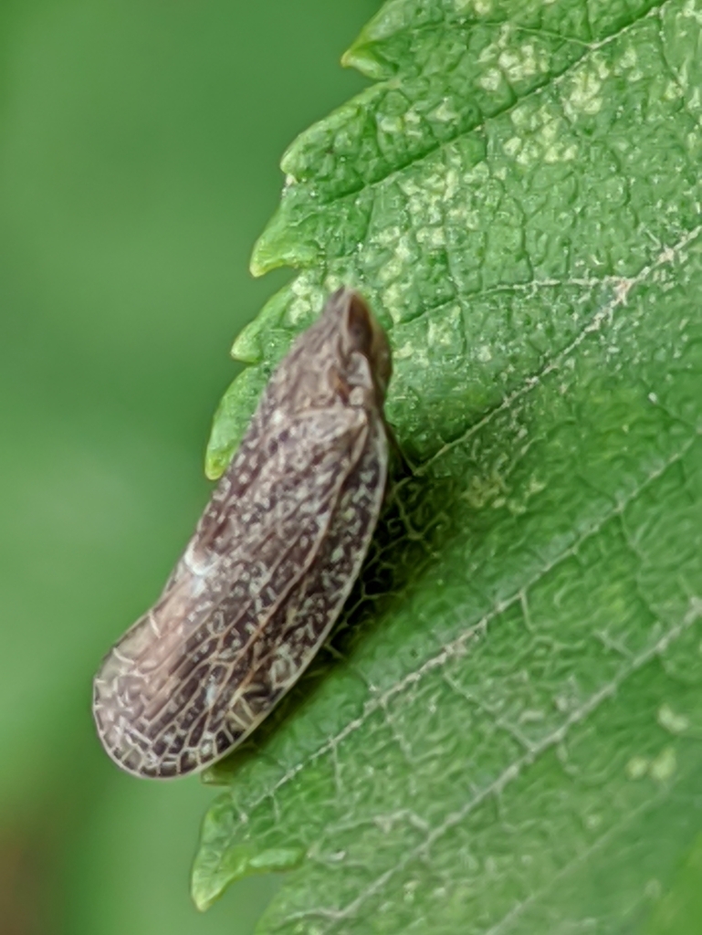 Achilid planthopper