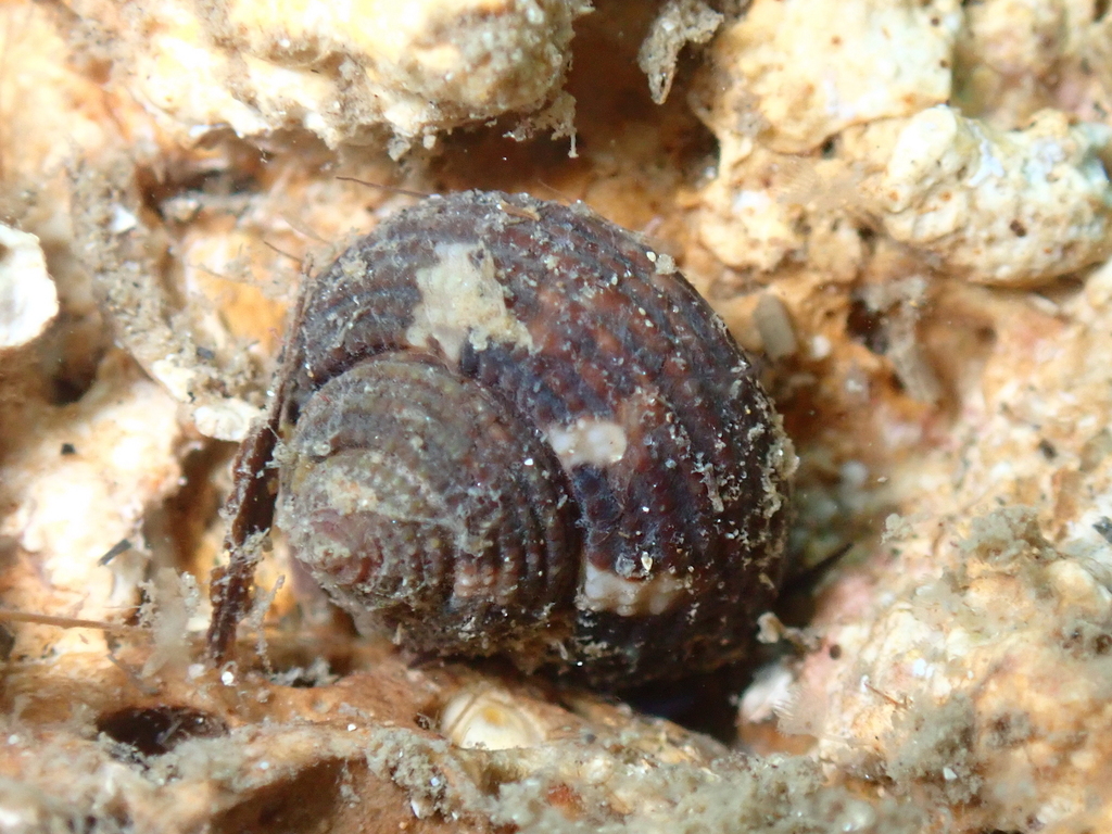 Clanculus cruciatus