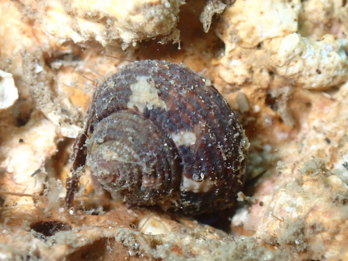 Clanculus cruciatus (Linnaeus, 1758)