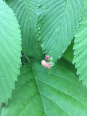 Tetraneura