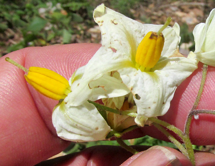 Solanum polyadenium