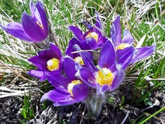 Pulsatilla halleri