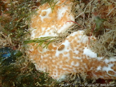 Didemnide de Weigèle photo 2