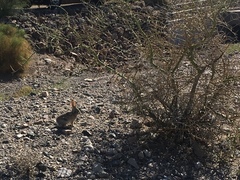 Sylvilagus audubonii