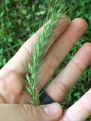 Elymus macgregorii