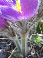 Pulsatilla halleri
