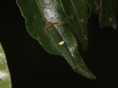Polyura schreiber