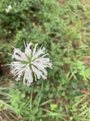 Monarda lindheimeri