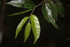 Polyura schreiber