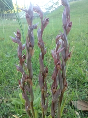 Bilamellaria