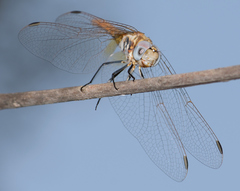 Trithemis annulata