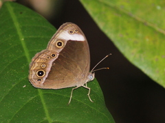 Mycalesis anaxias